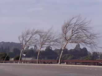 Wind affects trees