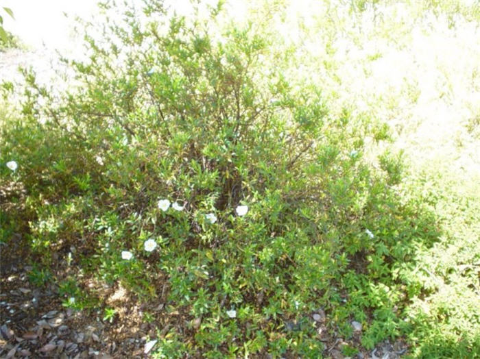 Plant photo of: Cistus ladanifer