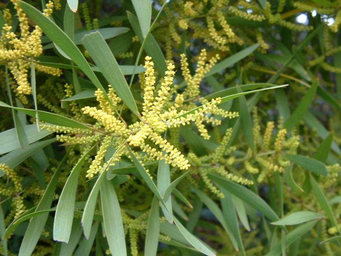 Plant photo of: Acacia longifolia