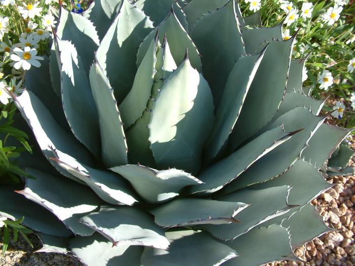 Plant photo of: Agave parryi v. couesii