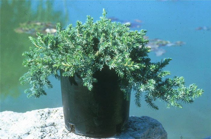 Plant photo of: Juniperus r. conferta 'Blue Pacific'