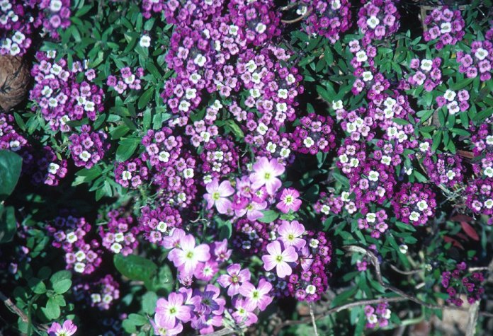 Plant photo of: Lobularia maritima