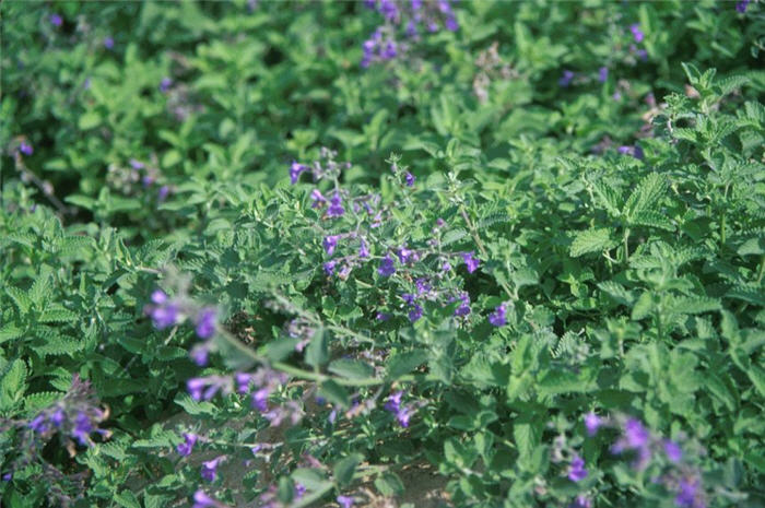 CatMint