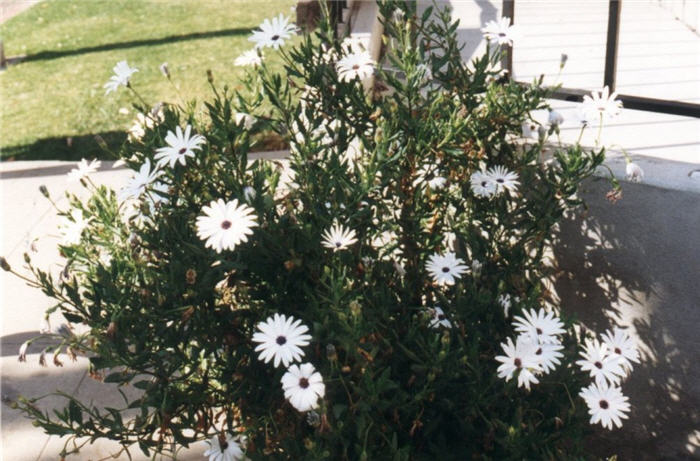Plant photo of: Osteospermum fruticosum