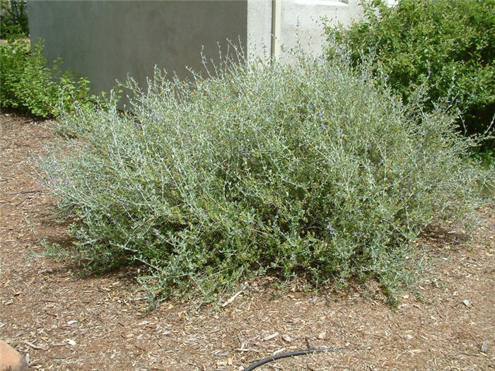 Plant photo of: Teucrium fruticans 'Azurea'