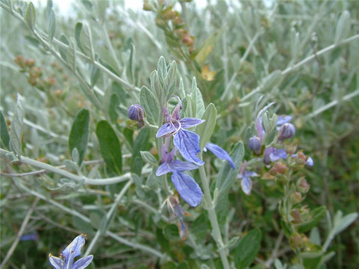 Plant photo of: Teucrium fruticans 'Azurea'