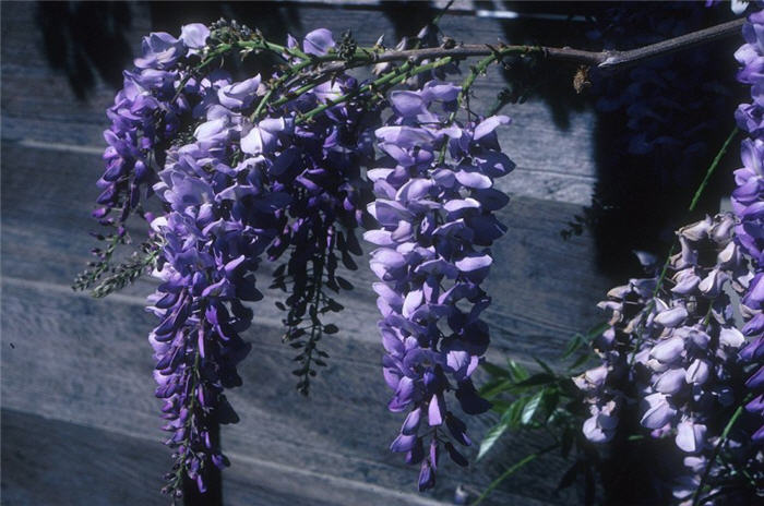Wisteria sinensis 'Cooke's Purple'