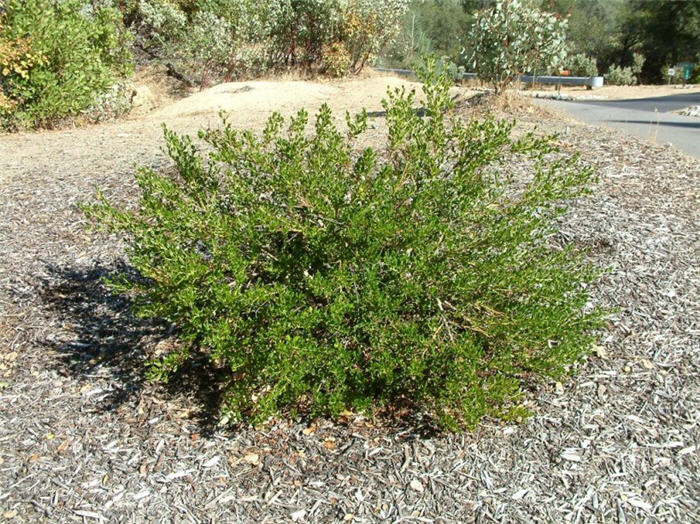 Plant photo of: Ceanothus 'Julia Phelps'