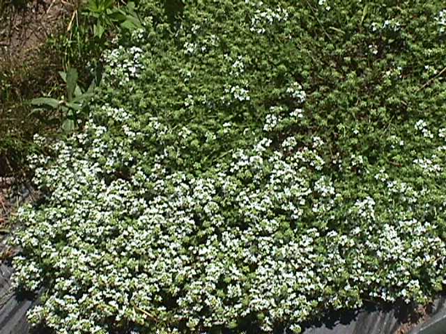 Plant photo of: Thymus praecox arcticus