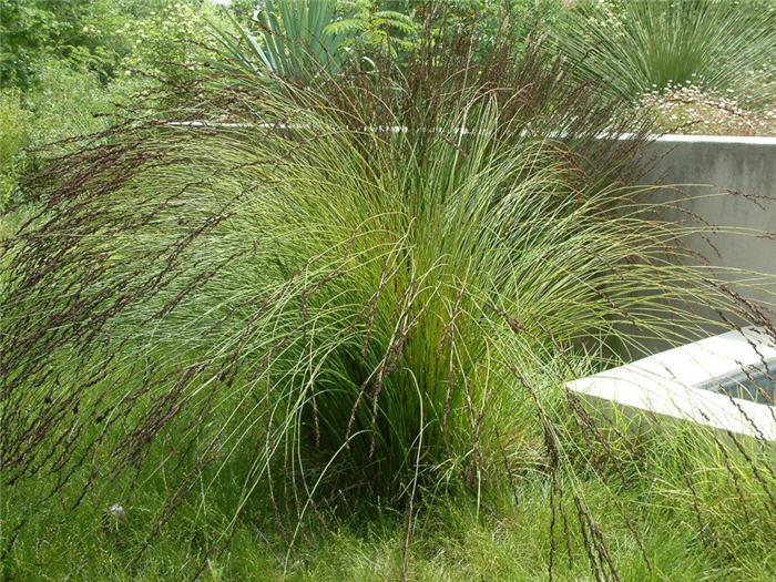 Plant photo of: Chondropetalum tectorum
