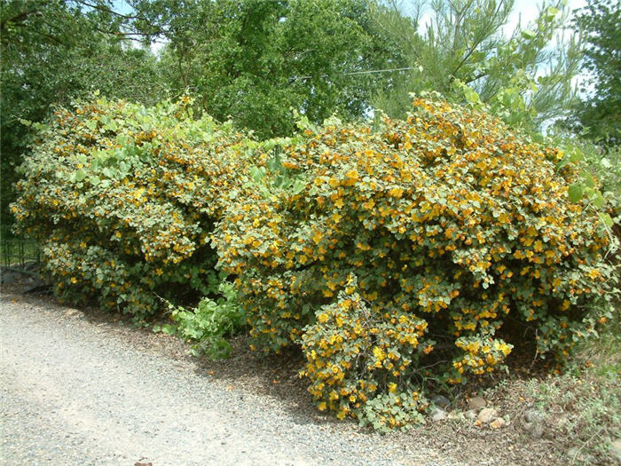 Fremontodendron 'Ken Taylor'