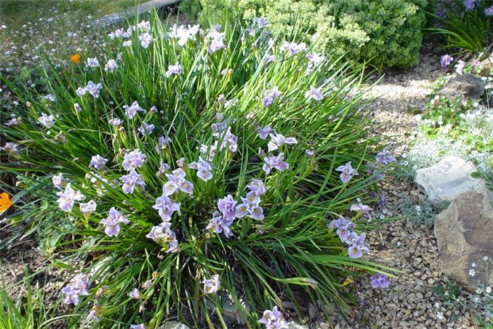 Plant photo of: Iris Pacific Coast Hybrid 'Purple'