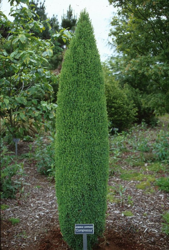 Juniperus c. communis 'Compressa''