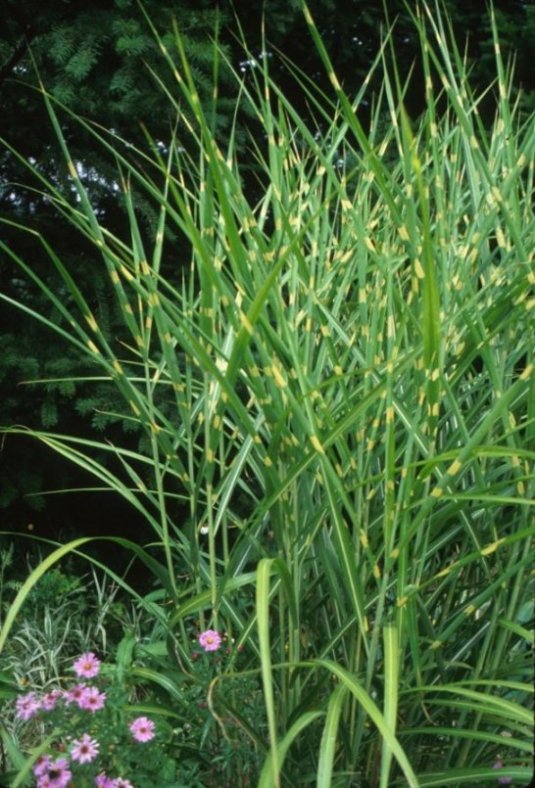 Plant photo of: Miscanthus sinensis 'Zebrinus'