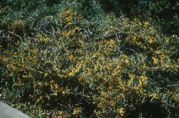 Plant photo of: Acacia redolens