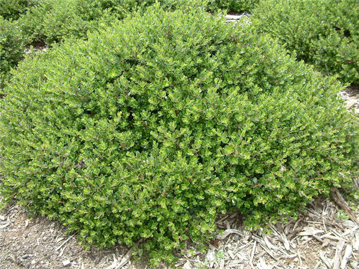 Plant photo of: Arctostaphylos densiflora 'Emerald Carpe