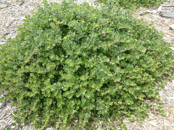Plant photo of: Arctostaphylos densiflora 'Emerald Carpe