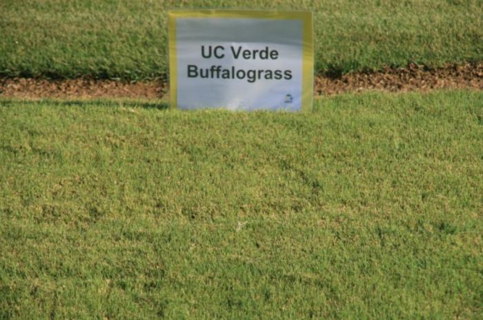 Plant photo of: Buchloe dactyloides 'UC Verde' Buffalo