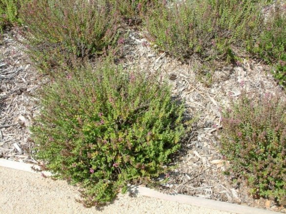 Plant photo of: Teucrium cossonii majoricum