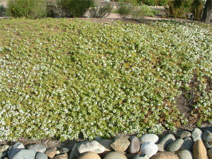 Myoporum+parvifolium+putah+creek