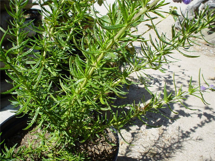 Plant photo of: Trichostema lanatum