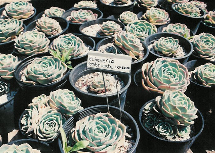 Plant photo of: Echeveria 'Imbricata'