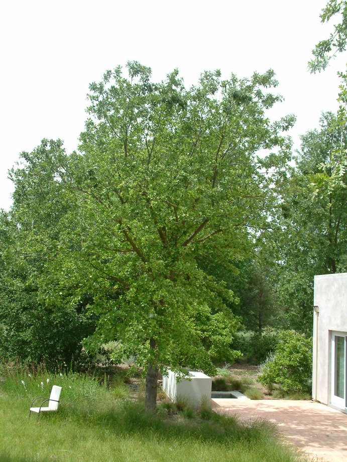 Plant photo of: Quercus lobata