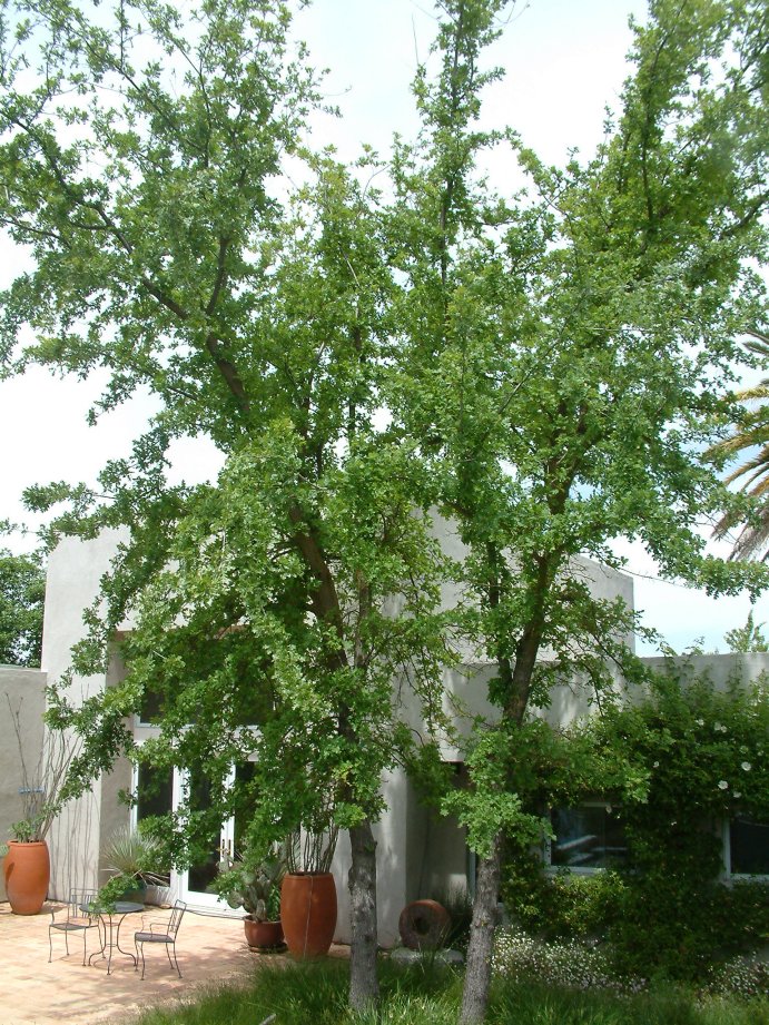 Plant photo of: Quercus lobata