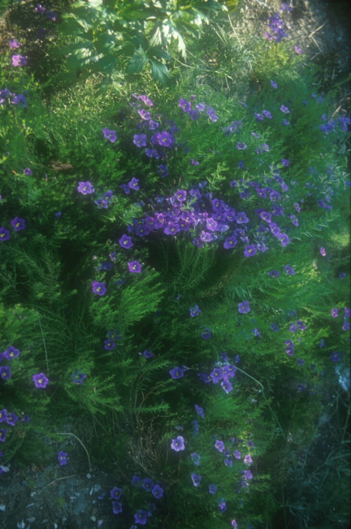 Nierembergia llinariifolia violacea