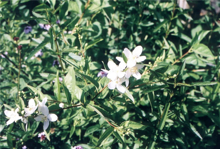 Plant photo of: Philadelphus lewisii