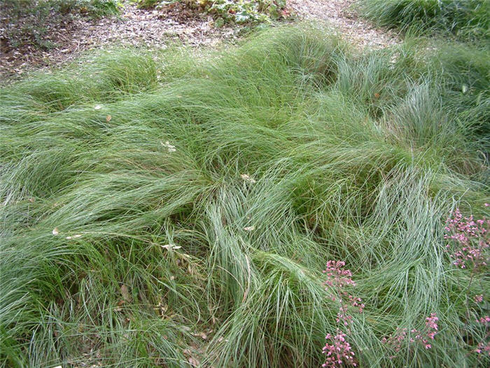 Plant photo of: Carex pansa