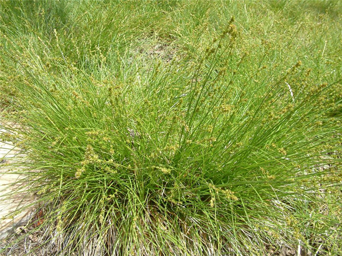 Plant photo of: Carex pansa