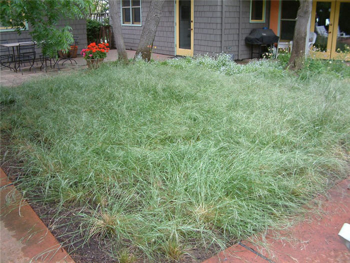 Purple Needle Grass