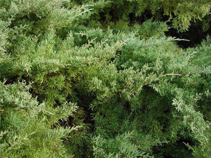 Plant photo of: Juniperus X 'Pfitzeriana'