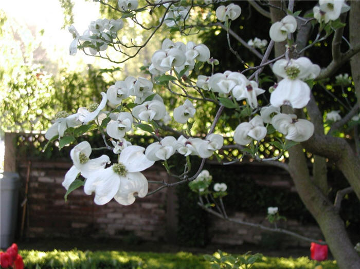 Plant photo of: Cornus florida 'White