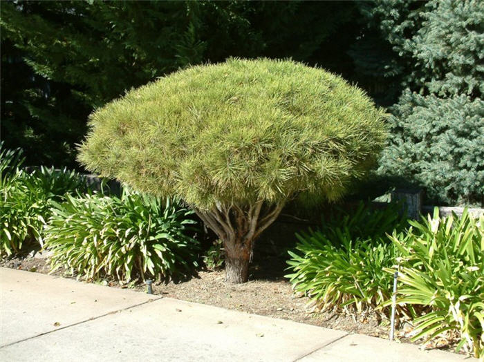 Plant photo of: Pinus densiflora 'Umbraculifera' Dwarf