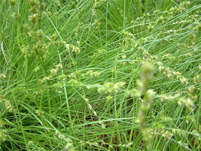 Plant photo of: Carex divulsa