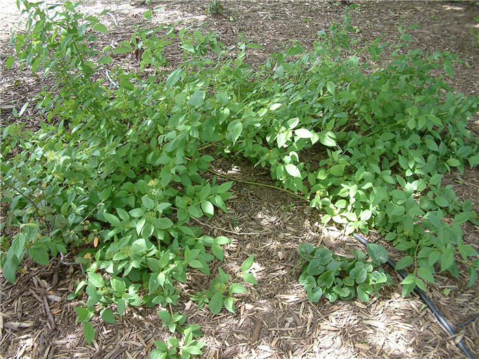 Plant photo of: Cornus stolonifera 'Flaviramea'
