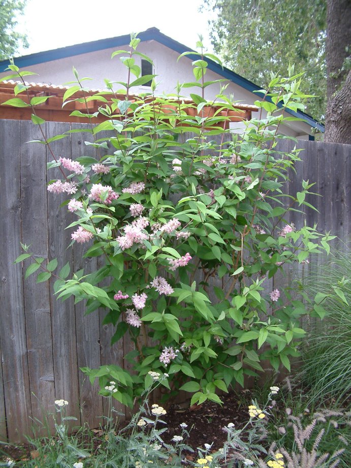Plant photo of: Deutzia hybrida 'Pink-A-Boo'