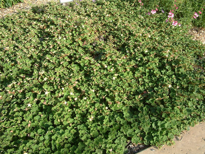 Creeping Rubus