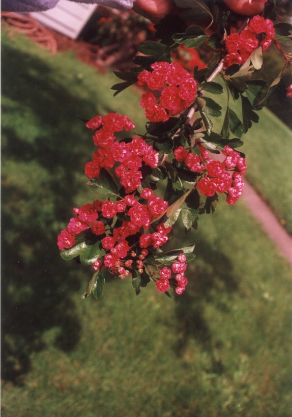 Plant photo of: Crataegus laevigata 'Paul's Scarlet'