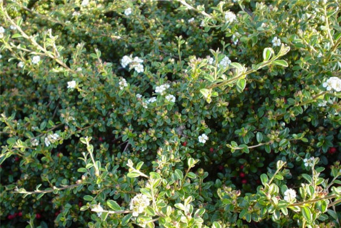 Plant photo of: Cotoneaster dammeri