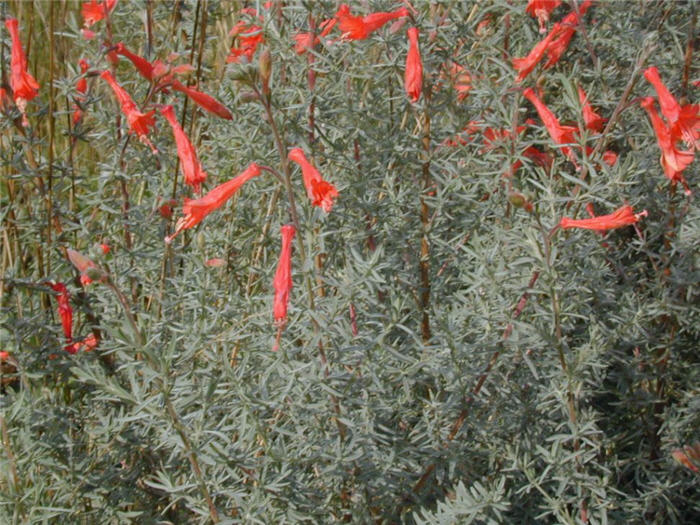 Plant photo of: Zauschneria cana