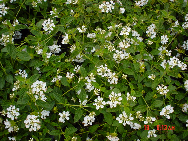 Plant photo of: Lantana montevidensis 'White LIghtening'