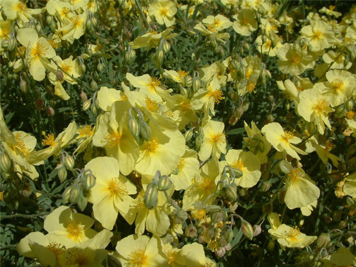 Plant photo of: Helianthemum nummularium 'Yellow'