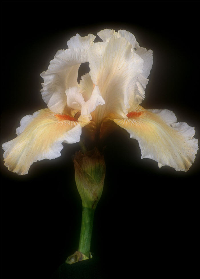Plant photo of: Iris bearded 'Coral Beads'
