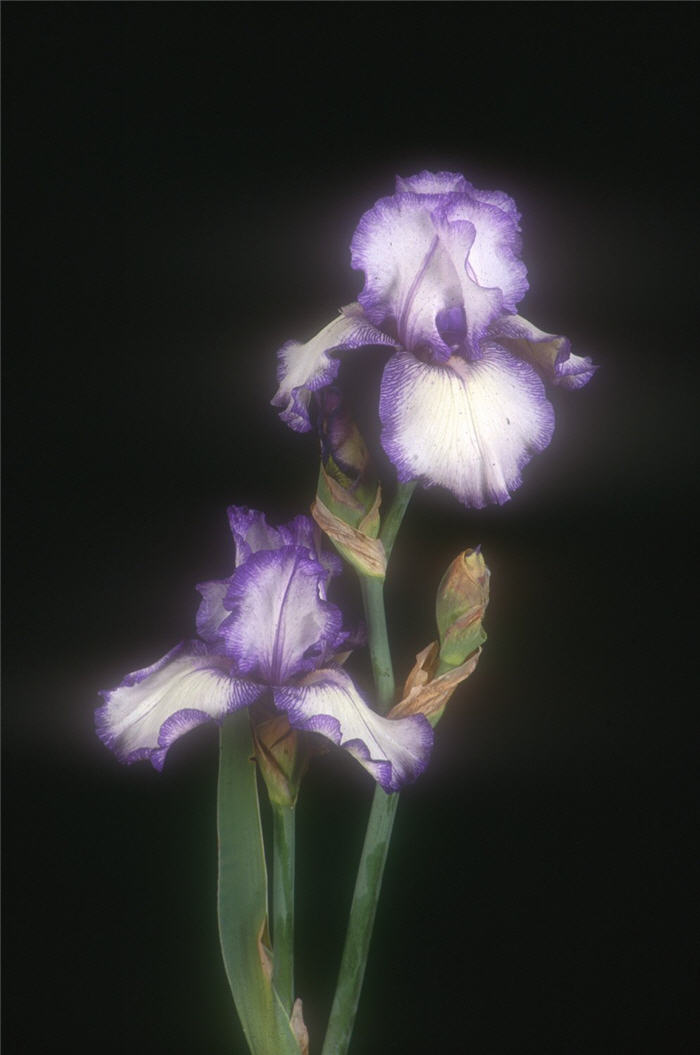 Hemstitched Bearded Iris