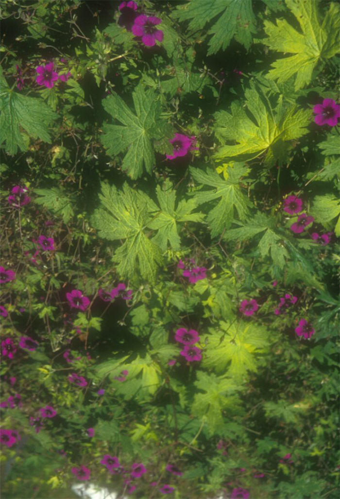 Plant photo of: Geranium 'Ann Folkard'