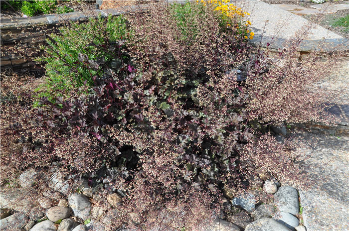 Plant photo of: Heuchera 'Persian Carpet'