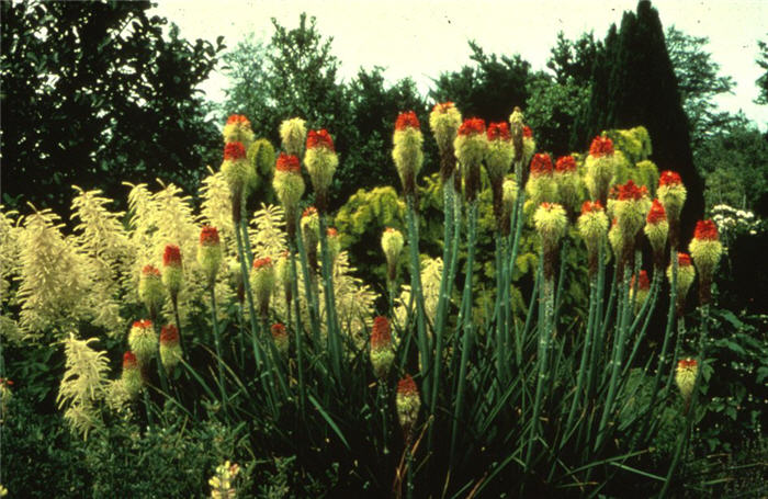 Plant photo of: Kniphofia hybrids